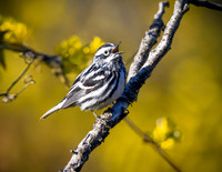 Black and White Warbler
