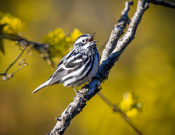 Black and White Warbler