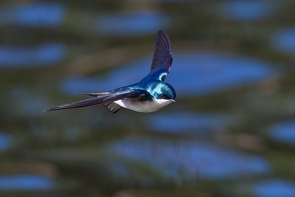 "The Agile, Skimming Tree Swallow" - Best in Show and 1st Place Contest Winner