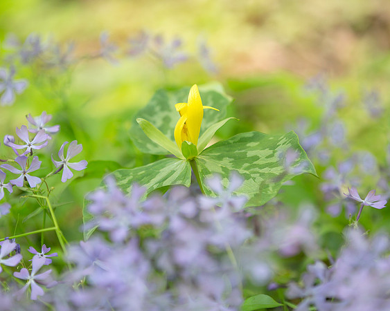 Yellow Wakerobin Trillium and woodland phlox