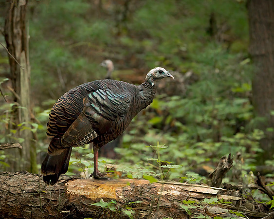 Eastern Turkey Hen