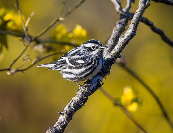 Black and White Warbler
