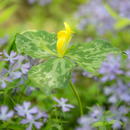 Yellow Wakerobin Trillium and woodland phlox