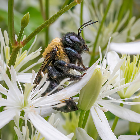 Carpenter Bee on Sweet Autumn Clematis