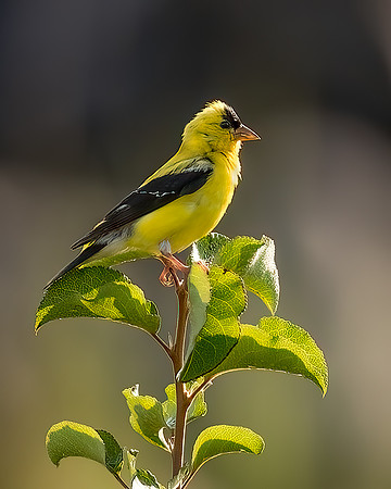 American Goldfinch - Male