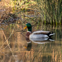 Mallard - Male