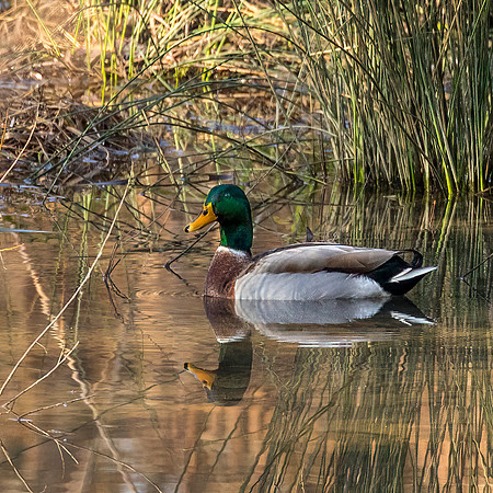 Mallard - Male