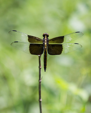 Widow Skimmer Dragon Fly