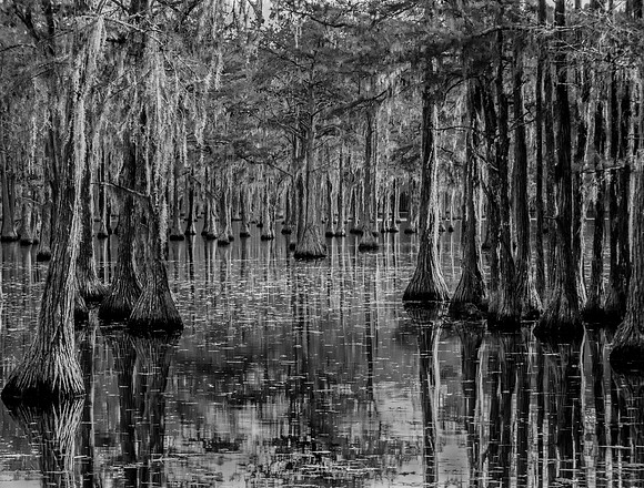 Cypress Maze - Juried Exhibit Finalist