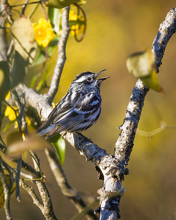 Black and White Warbler