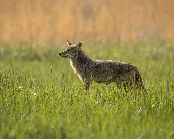 Female Coyote