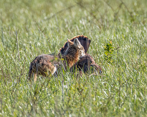Successful Hunt! Coyote with Wild Turkey!