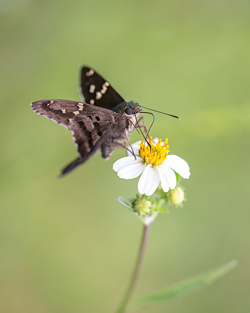 Long-Tailed Skipper on Bidens Alba Wildflower
