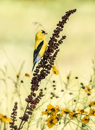 American Goldfinch -Male. Honorable Mention 2024 National Wildlife Federation Photo Contest