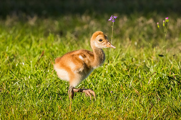 Sandhill Crane Colt