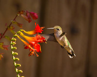 Ruby-Throated Juvenile Male Hummingbird on Skyscraper Salvia