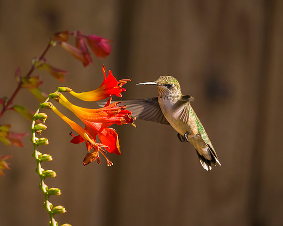 Ruby-Throated Juvenile Male Hummingbird on Skyscraper Salvia