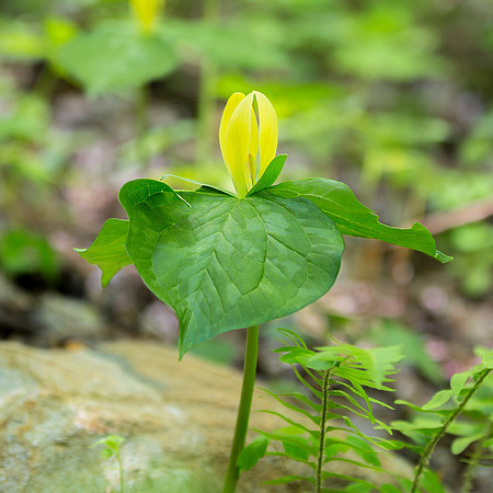 Yellow Wakerobin Trillium