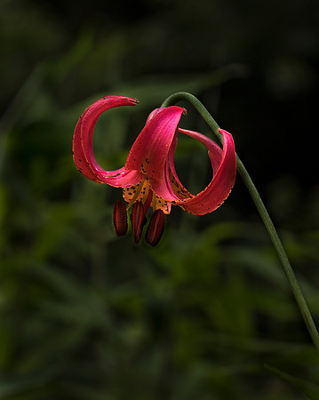 Turks Cap