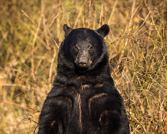 "Jabba The Bear"