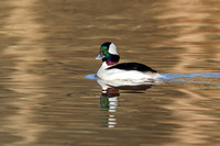 Bufflehead - Male