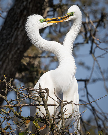 Love is in the Air - Great Egret Pair