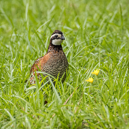 Northern Bobwhite Quail