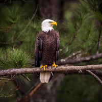 Bald Eagle