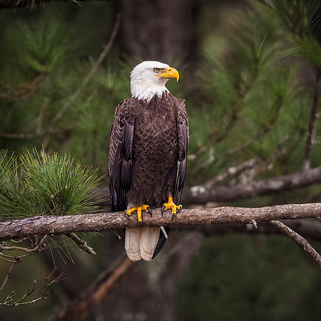 Bald Eagle