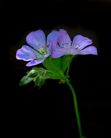 Wild Geranium