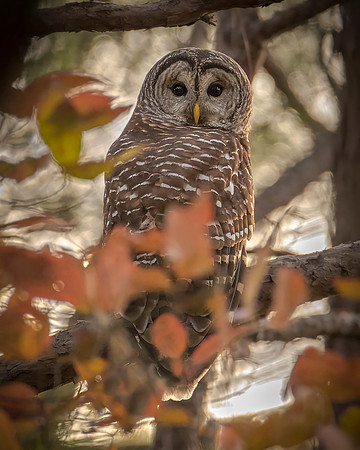 Barred Owl ( from Look'n Out Our Back Door Habitat)