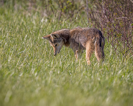 Coyote On The Hunt