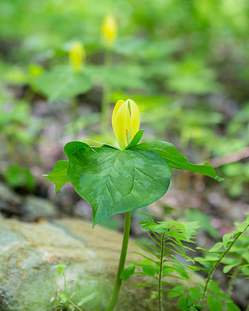 Yellow Wakerobin Trillium