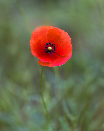 Poppy