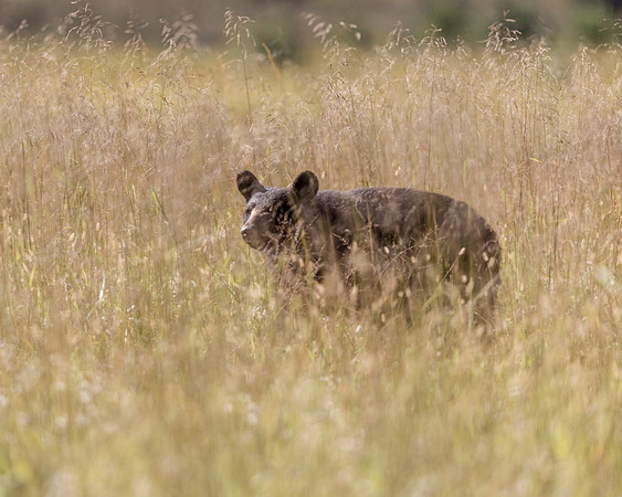 "In The Weeds"