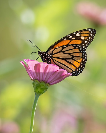 Monarch