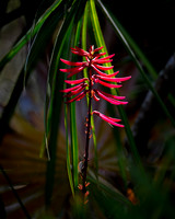 Coral Bean ( Erythrina herbacea )