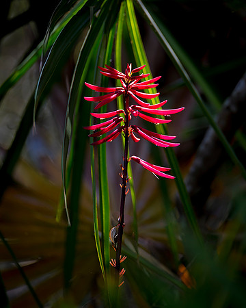 Coral Bean ( Erythrina herbacea )