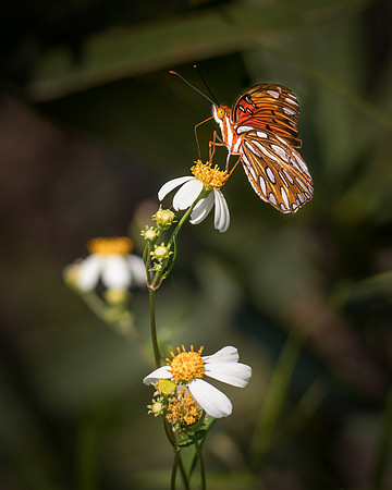 Gulf Fritillary on Bidens Alba
