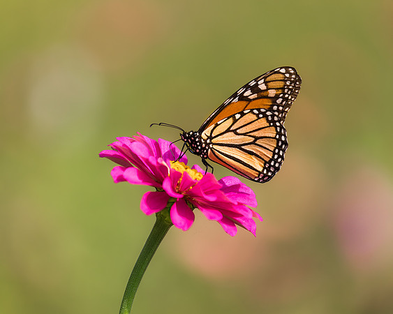 Monarch on Zinnia