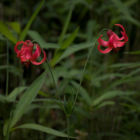Turks Cap