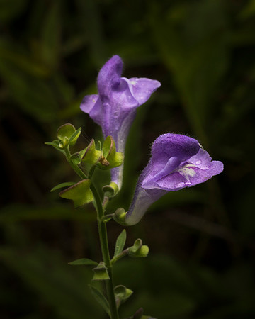 Hyssop Skullcap