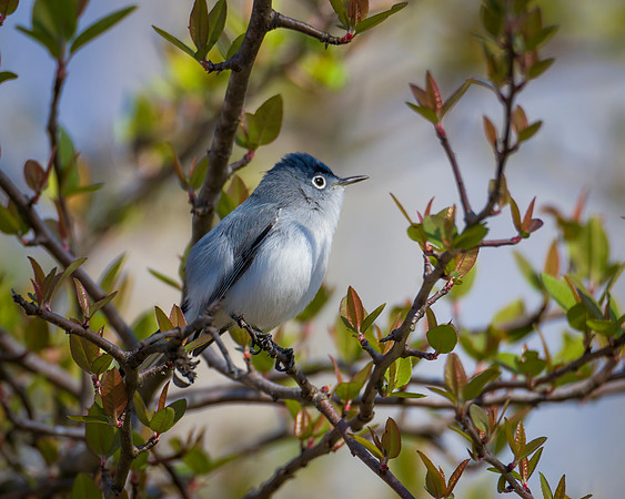 Blue-Gray Gnat Catcher
