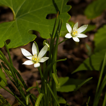 Star of Bethlehem