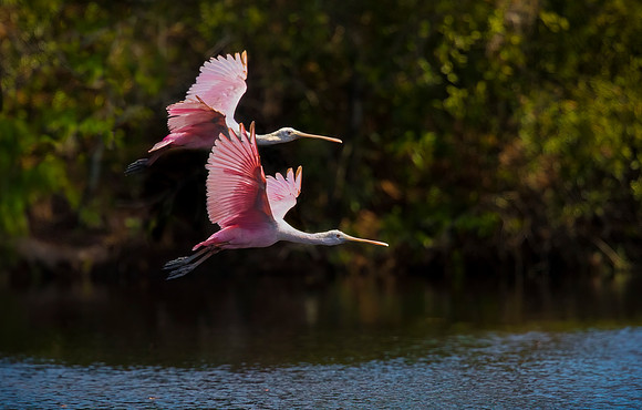 "Courtship Flight In Pink" - Roseate Spoonbills